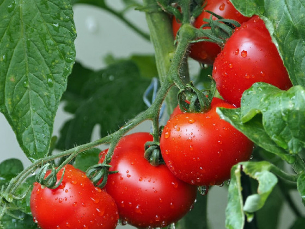 Project leader Operational Excellence at large Dutch vegetable cutter