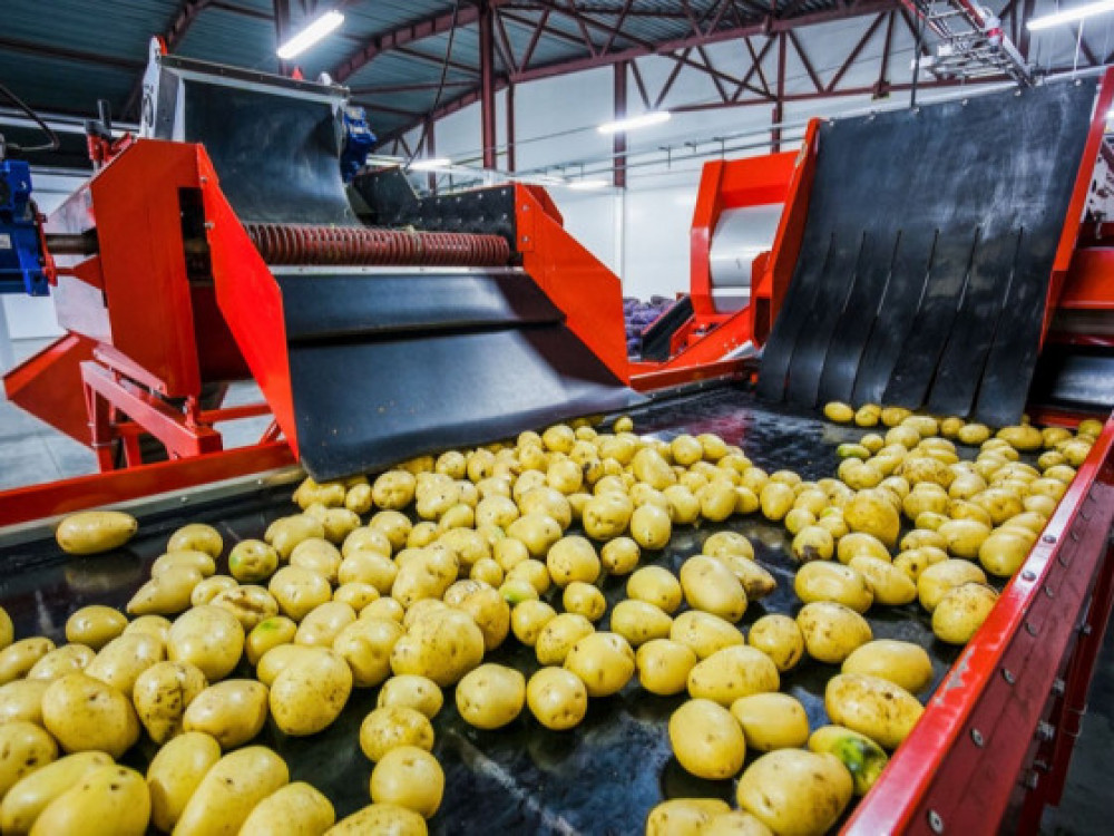 Optimization production lines potato products